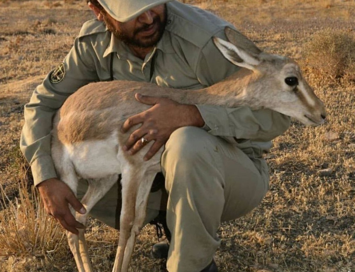 نیمی از پستهای محیطبانی هنوز خالیاند نیمی از پستهای محیطبانی هنوز خالیاند