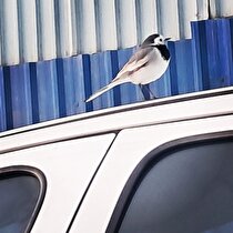 وقتی پرنده‌ها تاکسی‌سوار می‌شوند؛ روایت شاعرانه‌ای از تهران آلوده و ماشینی