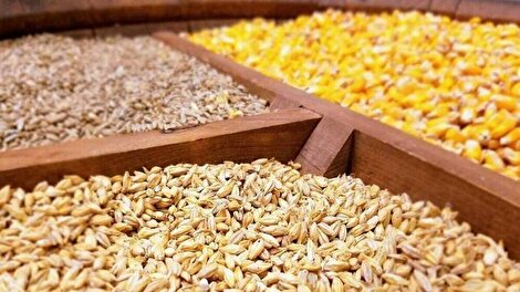 افزایش قیمت نهاده‌های دامی با وجود ارز ترجیحی؛ علامت هشدار در نظام توزیع و نظارت