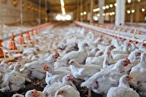 هشدار تولیدکنندگان مرغ درباره آینده بازار