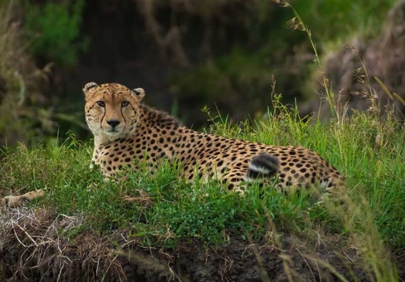 گشت‌وگذار پاییزی یک پلنگ در جنگل‌های هیرکانی