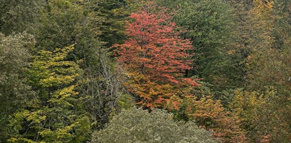 فصلِ گذار؛ وقتی رنگ‌ها آرام فرو می‌ریزند