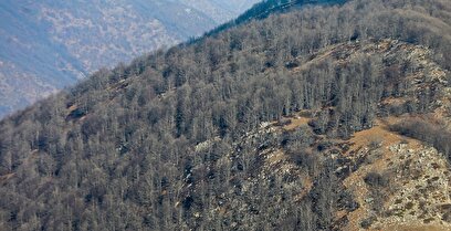 دیزمار پس از آتش