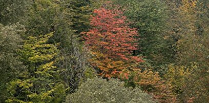 فصلِ گذار؛ وقتی رنگ‌ها آرام فرو می‌ریزند