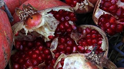 پاییز سرخ لرستان در انارستان زیر تنگ سیاب - کوهدشت