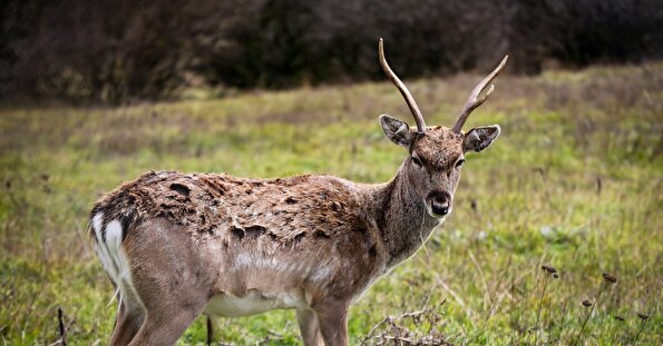 پاییز در جنگل فندقلو نمین