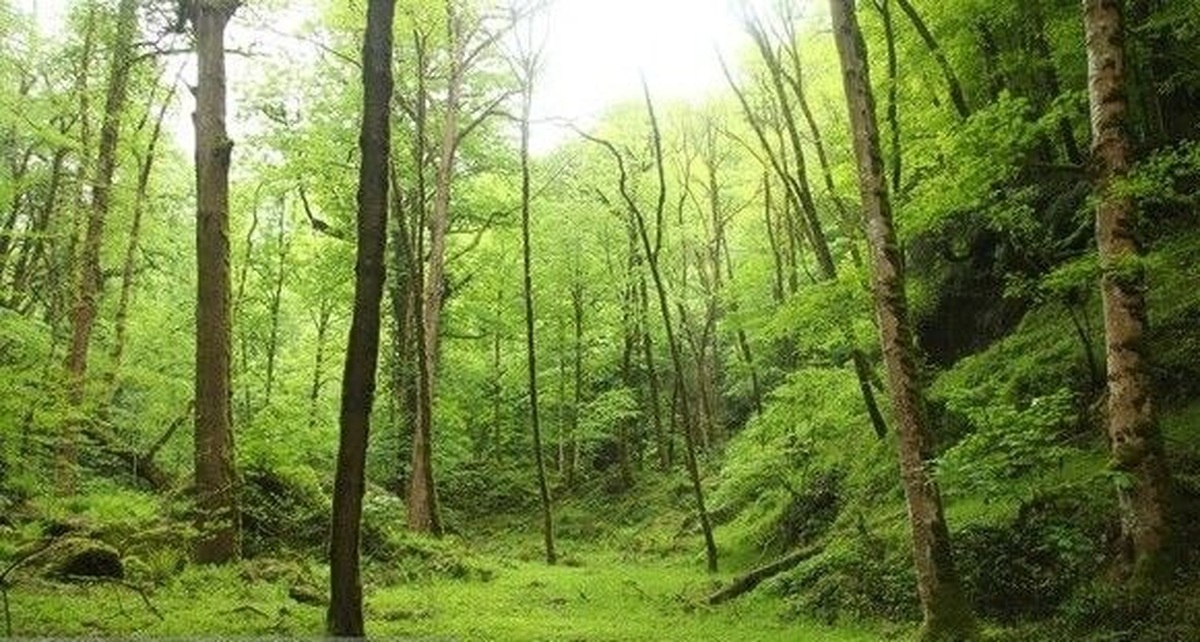 آتش‌سوزی‌ که احیای جنگل‌ را برای سال‌ها به تعویق می‌اندازد