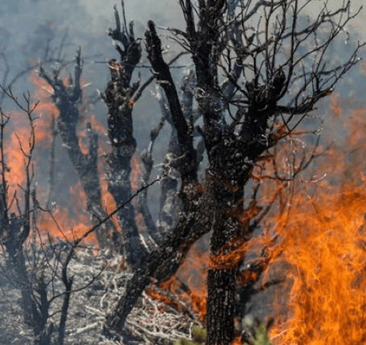 آتش‌افروز جنگل‌های هیرکانی دستگیر شد
