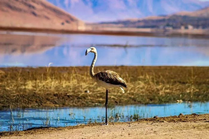 چهارمحال و بختیاری؛ بهشت پنهان زاگرس با طبیعت بکر، تاریخ کهن و طعمهای فراموشنشدنی چهارمحال و بختیاری؛ بهشت پنهان زاگرس با طبیعت بکر، تاریخ کهن و طعمهای فراموشنشدنی