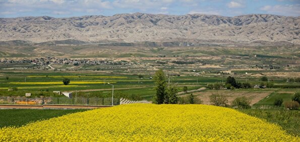 دشت زیبای کلزا در خراسان شمالی