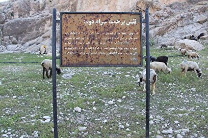 پشم‌چینی گوسفندان کنار سنگ‌نگاره ساسانی!