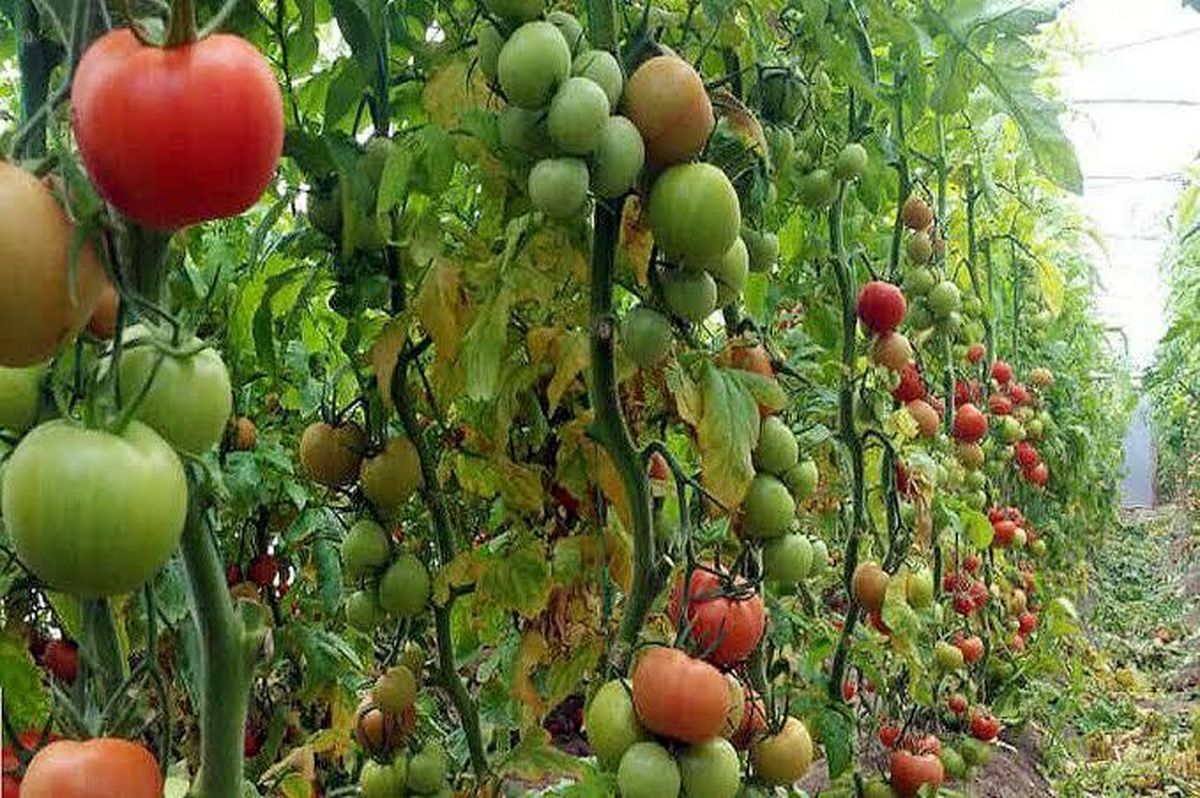 کرمانشاه، پیشران توسعه غرب کشور؛ رشد تولید، صادرات و گردشگری در سال ۱۴۰۴