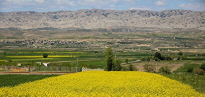 دشت زیبای کلزا در خراسان شمالی