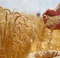 پرداخت نیمی از مطالبات گندمکاران تا ۶ روز آینده