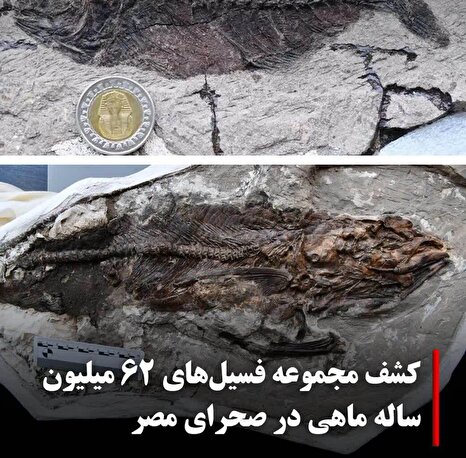 کشف شگفت‌انگیز «آکواریوم سنگ‌شده» در مصر؛ راز بقای ماهی‌ها پس از انقراض دایناسورها فاش شد