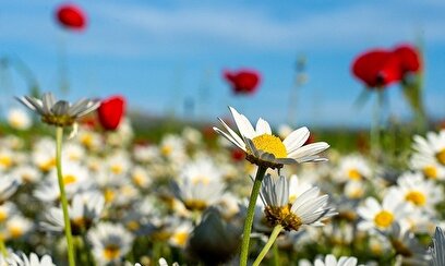 دشت گل های بابونه در خرم آباد