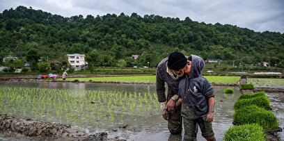آغاز فصل کشت برنج در گیلان