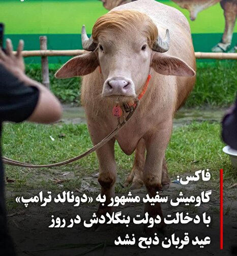«ترامپ» از قربانگاه گریخت؛ چه کسی گاومیش طلایی را نجات داد؟