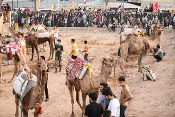 جشن شترسواری در دل کویر یزد؛ روایت شور و سنت در نصرتآباد شاهدیه جشن شترسواری در دل کویر یزد؛ روایت شور و سنت در نصرتآباد شاهدیه