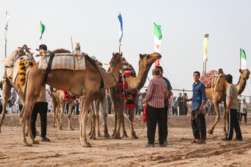 جشن شترسواری در دل کویر یزد؛ روایت شور و سنت در نصرتآباد شاهدیه جشن شترسواری در دل کویر یزد؛ روایت شور و سنت در نصرتآباد شاهدیه