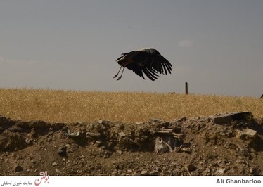 حاشیه شهر باغ رضوان