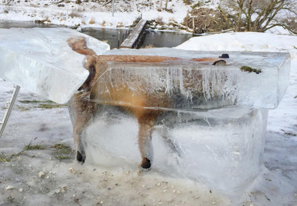 کشف جسد یخ زده یک روباه در رود دانوب – آلمان