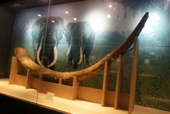 نمایش یک فسیل بزرگ از عاج فیل در موزه شهر 