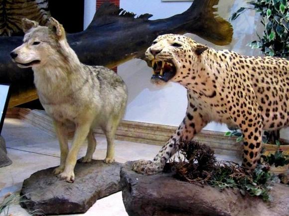 نمایشگاهی که در سال 1376 از سوی سازمان حفاظت محیط زیست برای نمایش حیات وحش ایران تاسیس شده و در آن، نمونه های تاکسیدرمی شده پستان داران، پرندگان، خزندگان و دوزیستان به نمایش گذاشته میشه. موزه سرخه حصار، ۱۲ غرفه نمایش داره.