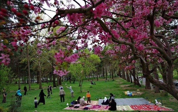 از جا بلند می شوم و به اطراف نگاه می کنم. تقریبا همه چیز برای یک پیک نیک عالی آماده است. کاری برای من نمانده. مگر مادر از ساعت چند بیدار است که هنوز ده نشده، همه چیز را آماده کرده؟ کاش این یک روز را کمی زودتر بیدار می شدم و کمکش می کردم. جمله ای که هر سال با خودم تکرار می کنم. به خودم قول می دهم که سال دیگر بگویم: خوب شد که زودتر از خواب بیدار شدم و کمکش کردم.