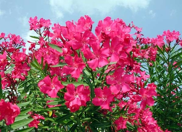 خرزهره با نام علمی Nerium oleander خرزهره درختچه‌ای همیشه سبزه و بطور معمول به عنوان گل زینتی در اکثر پار‌ک‌ها و بلوار‌ها مورد استفاده قرار می‌گیره. این گیاه سمی گل‌هایی به رنگ سفید و قرمز داره. خرزهره که گیاه دارویی بومی مناطق مدیترانه‌ایه، در تمام طول سال سبزه و رشدی سریع داره. خرزهره‌ی بومی سیستان و بلوچستان به خرزهره معطر معروفه و تمام قسمت‌های اون از برگ، ساقه و ریشه گرفته تا گل، دانه و شیره‌ سمیه. خوردن یک برگ یا ۸  تا ۱۰ دانه از این گیاه منجر به مرگ می‌شه و مسمومیت با این گیاه در دام‌ها و انسان‌ها بسیار رایجِ. پر واضحه که خواص درمانی این گیاه طبق این گفته‌ها صرفا با استعمال خارجی امکان پذیره. این گیاه درمان موثری برای کچلی و اگزماس. و به خاطر داشته باشید که استفاده از این گیاه بسیار خطرناکِ. گیاهان دیگر نیز با خواص درمانی مشابه وجود دارن که بی شک بهتره از اون ها استفاده بشه.