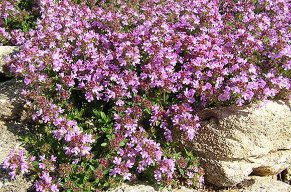 یکی از انواع گیاهان دارویی چوبک هستش با نام علمی Acanthe phyllum bracteatum . ویژگی‌های ظاهری اون درختچه‌ای کوچک با برگ‌های کشیده و گل‌هایی به رنگ صورتی هستش. گیاه چوبک عطسه آور، قاعده آور و موثر در درمان یرقان، درد‌های کبدی، آنژین، سیاتیک، نقرس، اسید اوریک، سوزاک و سنگ مثانه اس. برای لاغری از دمنوش چوبک نیم ساعت قبل از غذا استفاده میکنن. در آرام کردن سرفه، تسکین خارش بدن، شستشوی زخم‌ها و درمان طاسی نیز میشه از چوبک بهره گرفت. خاطرتون باشه که به دلیل داشتن ماده‌ی ساپونین استفاده زیاد از این گیاه توصیه نمی‌شه. زنان باردار از خوردن و حتی استنشاق گیاه چوبک هم باید خودداری کنن.