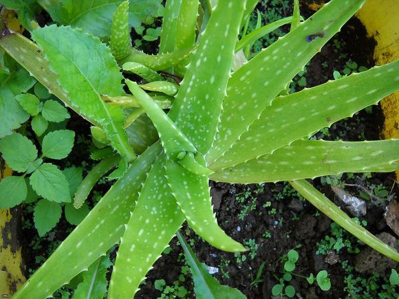 یکی از سرشناس ترین انواع گیاهان دارویی صبر زرد با نام علمی Aloe vera هستش. ویژگی‌های ظاهری اون گیاهی بدون ساقه با برگ‌هایی دراز و نیزه‌ای با لبه‌های دندانه‌دار به ارتفاع ۶۰ تا ۱۰۰ سانتی‌متر و گل‌های زرد رنگِ. صبر زرد روده‌ها رو تمیز می‌کنه و ضد یبوستِ. معالجه‌ی آسم، صرع، اسهال خونی و گرفتگی کبد از خواص این گیاه پر طرفداره. صبرزرد قند خون رو کنترل می‌کنه، بنابراین افراد دیابتی می‌تونن ازش برای بهبود بیماریشون استفاده کنن. رفع ریزش مو، التیام زخم‌ها، تصفیه خون و رفع خارش بر اثر گزیدگی حشرات از دیگر خواص گیاه صبر زرده. اگر برگ‌های این گیاه رو بشکنین، از ژل خارج شده از برگ‌ها می‌تونین به عنوان بهترین مرطوب‌کننده استفاده کنین. از استفاده ی  بی‌نظیر این گیاه دارویی در محصولات آرایشی نمیشه چشم پوشی کرد.