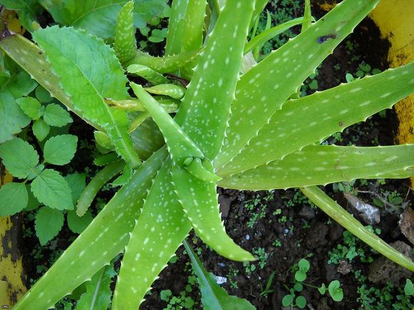 یکی از سرشناس ترین انواع گیاهان دارویی صبر زرد با نام علمی Aloe vera هستش. ویژگی‌های ظاهری اون گیاهی بدون ساقه با برگ‌هایی دراز و نیزه‌ای با لبه‌های دندانه‌دار به ارتفاع ۶۰ تا ۱۰۰ سانتی‌متر و گل‌های زرد رنگِ. صبر زرد روده‌ها رو تمیز می‌کنه و ضد یبوستِ. معالجه‌ی آسم، صرع، اسهال خونی و گرفتگی کبد از خواص این گیاه پر طرفداره. صبرزرد قند خون رو کنترل می‌کنه، بنابراین افراد دیابتی می‌تونن ازش برای بهبود بیماریشون استفاده کنن. رفع ریزش مو، التیام زخم‌ها، تصفیه خون و رفع خارش بر اثر گزیدگی حشرات از دیگر خواص گیاه صبر زرده. اگر برگ‌های این گیاه رو بشکنین، از ژل خارج شده از برگ‌ها می‌تونین به عنوان بهترین مرطوب‌کننده استفاده کنین. از استفاده ی  بی‌نظیر این گیاه دارویی در محصولات آرایشی نمیشه چشم پوشی کرد.