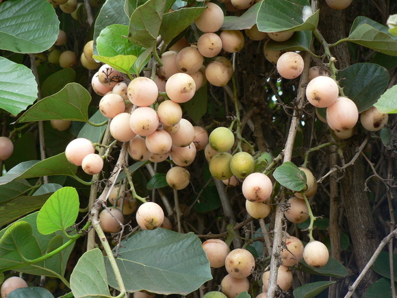 نام علمی این گیاه دارویی  Cordia myxa هست که درختی پوشیده از کرک و پرز خشن، برگ‌های بیضی شکل و میوه ای به اندازه یک آلوی کوچکه. درون میوه‌ی درخت سپستان شیره‌ای لزج و بی‌مزه اس که برای درمان سرفه، رفع گرفتگی صدا و ملین سینهاستفاده میشه. سپستان کاهنده فشار خون، تب‌بر، ضد اسهال و مسکن قولنج روده اس. برای بهبود امراض کلیوی، ریوی و طحال از این گیاه دارویی میشه استفاده کرد. از برگ پودر شده سپستان برای برای تسکین سردرد و التیام زخم و جراحت به صورت موضعی کمک میگیرن.