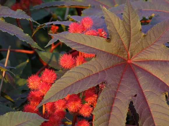 نام علمیکرچک ؛ Ricinus Communis  هستش که گیاهی سبز رنگ که گل‌های نر اون به رنگ زرد و گل‌های ماده قرمز رنگن .دانه‌ی این گیاه قهوه‌ای رنگ و به شکل لوبیا با پوسته‌ای براقِ که درون اون مغزی کرم یا سفید رنگ حاوی روغن فراون قرار داره. از  اونجایی که این دانه حاوی مقادیری ریسین (یک پروتئین سمی) ، بشدت خطرناک بوده و جز کشنده‌ترین سموم طبیعی دنیاس. روغن کرچک بدست اومده از مغز دانه گیاه کرچک بخش مورد استفاده اون در طب سنتیه. گیاه کرچک بومی آفریقا، هند و جنوب شرق مدیترانه میباشد. روغن این گیاه یک ملین طبیعی و بهترین مسهل برای دوران بارداری به حساب میاد. در عصاره الکلی پوسته کرچک خواص ضدحساسیتی (آنتی هیستامینی) و ضد التهابی وجود داره. عصاره‌های بدست آمده سمی نیست. و باید بدونید کهبرای بیماران مبتلا به التهاب روده ممنوعه