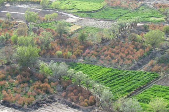 در سفر به خراسان شمالی بدانید که سمبل روستای اسفیدان، درخت صندل است، درخت های قطور و کهنی که سال ها پیش 17 اصله درخت این نوع در این روستا وجود داشته، اما در این سال های اخیر، این درخت ها به علت عدم آگاهی  و واقع شدن در مسیر کوچه، توسط اهالی قطع شده اند، به همین دلیل تنها دو درخت صندل در این روستا وجود دارد، قطر هر تنه 2.60 متر است