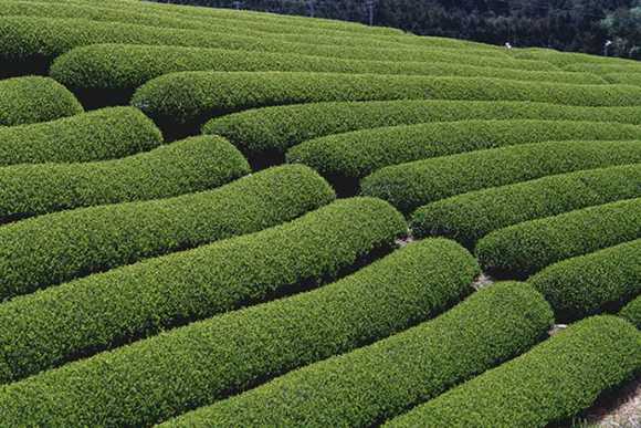 در بین چهار جزیره ی بزرگ ژاپن، شرایط کشت چای در سه جزیره ی آن مطلوب است. ژاپن سالانه 85٫900 تن چای تولید می کند ولی بدلیل اینکه چای نوشیدنی اصلی این کشور است، فقط 2٪ از هزاران تن چای کشور ژاپن صادر می شود. 99٫9 درصد چای های تولید شده ی کشور ژاپن چای سبز است؛ چای سبز بسیار در ژاپن معروف و رایج است که به نوشیدنی پیش فرض همه ی مردم این کشور شده است. «بانچا» اسم معروف ترین نوع چای سبز مصرفی در کشور ژاپن است. گونه های دیگری نیز از چای سبز ژاپن دیده می شود که نام آنها عبارت است از سنچا ، جن مایچا و هوجیچا
