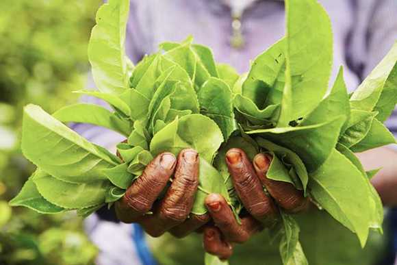 داستان آغاز تولید چای در سریلانکا این گونه بوده است که یک مزرعه دار بریتانیایی به نام «جیمز تیلور» سال1867، کشت چای را در زمینی به مساحت 7٫5 هکتار واقع در شهر کندی سریلانکا آغاز نمود. او توانست با صادرات چای، نظر نویسنده ی معروف اسکاتلندی، آرتور کانن دویل خالق شرلوک هولمز را جلب کند. زحمات او باعث شد که امروزه این کشور بتواند 188٫175 تن چای در سال تولید کند و به صنعتی مهم در سریلانکا تبدیل شود و کاری که امروزه باعث اشتغال زایی برای بیش از یک میلیون نفر شده است. اکنون این کشور بیشتر از سه نوع چای تولید می کند به نام های: سیلان سیاه ، سیلان سبز و سیلان سفید