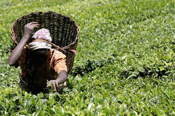  تعداد زیادی از کشور های دنیا مقدار زیاد چای را در زمین هایی با مساحت زیاد تولید می کنند ولی با اینکه 90 درصد زمین چای کنیا کوچکتر از نیم هکتار است توانسته سالانه 303 هزار تن چای تولید کند که واقعا کار شاهکاری برای کنیا است و از برترین تولیدکنندگان چای و بهترین تولیدکنندگان چای در دنیاست. کنیا برای رقابت و باقی ماندن در بازار چای، در صنعت تولید خود دست به نوآوری زده است. این کشور انواع مختلف چای در شرایط آب و هوایی خود را با کیفیت زیادی تولید می کند