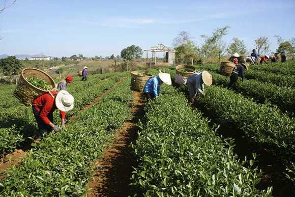 کشور ویتنام در سال 1880  زمانی که فرانسوی ها اولین مزارع کشت چای را در استان فوتو ویتنام راه اندازی کردند، آغاز تولید چای برای آن بود. صنعت تولید چای سریع و در طی مدت 50 سال بسیار رونق گرفت. اکنون ویتنام از صادرکنندگان اصلی چای دنیا به و مخصوصا به قاره های آفریقا و اروپا می باشد. اگرچه به علت «جنگ ویتنام» باعث کاهش رونقش شد ولی تولید در دهه ی 1980 میلادی، باز توانست رونق پیدا کند تا حدی که در سال 2013 توانست 116,900 تن چای تولید کند. تولید چای در این کشور در دو قسمت اداره می شود؛ یکی شرکت های بزرگ تجهیزات کامل و جدید و دیگری تولیدکنندگان که مقدار محدودی در مزارع خودشان چای پرورش می دهند. چایی های متفاوتی در این کشور یافت می شود: که 60 درصدش چای سیاه، 35 درصدش چای سبز و 5 درصد باقی شامل انواع دیگری از چایی مثل چای نیلوفر و چای یاسمن که مخصوص همین کشور نیز هستند. نوع دیگری از چای که اسمش «شان تویات» است نیز در ویتنام وجود دارد چایی که گیاه آن ، فقط در بعضی قسمت های ویتنام می توانند رشد کنند