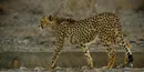 مشاهده ۲ یوز آسیایی در پارک ملی توران