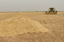 خرید تضمینی ۸۰۰ هزار تن گندم از ابتدای سال
