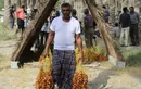 جشنواره آیینی، سنتی مُغ‌ و مُشتا در میناب + تصاویر