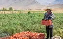 صادرات گوجه فرنگی و پیاز مشمول عوارض شد