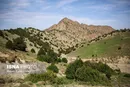ایران زیباست؛ درخت گیاهی «اُرس»+ عکس