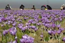 اجازه ورود دلالان و مافیای زعفران را به بورس کالا نمی‌دهیم