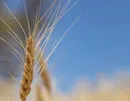 خودکفایی پایدار تا ۳ سال آتی