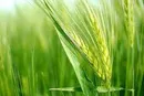 اجرای الگوی کشت نیازمندمشوق‌های قوی برای سال زراعی آینده است