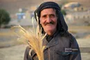 کل مطالبات گندم‌کاران تا آخر وقت امروز تسویه می‌شود