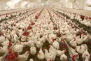 واکنش اتحادیه مرغداران به ادعای معدوم‌سازی مرغ‌های تخم‌گذار با گاز